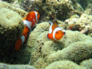diving-dengan-ikan
